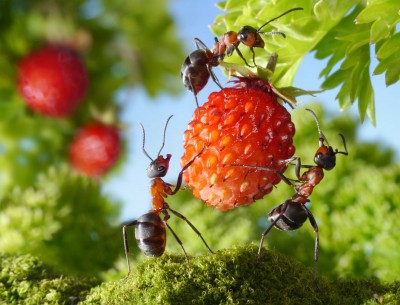 Mrówki i owoce - Z309