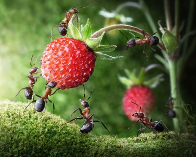 Mrówki i truskawka - Z347