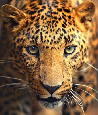 Najpiękniejsze oczy jaguara - Z255
