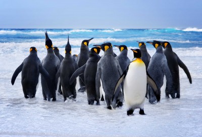 Narada pingwiniej rodziny - Z272