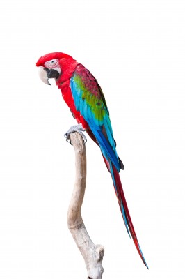 Papuga w samotności - Z098