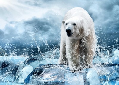 Polarny niedźwiedź na lodzie - Z264