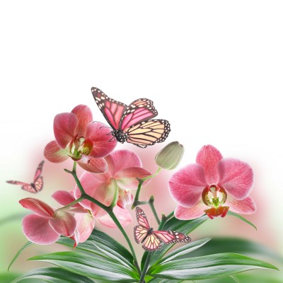 Różowy motyl czy kwiat - K786