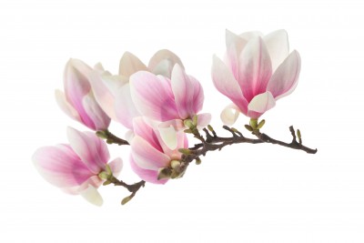 Rzut na gałąź magnolii - K782