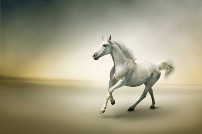 Samotny wieczór z białym koniem - Z175