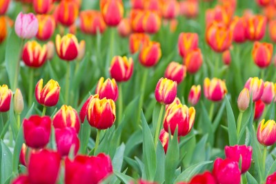 Spacer wśród czerwonych tulipanów - K231