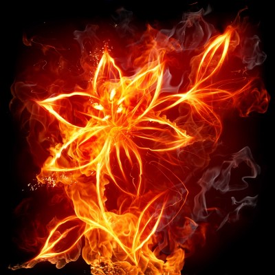Spłonąć jak kwiat - GR527