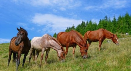 Spokój las i konie - Z330