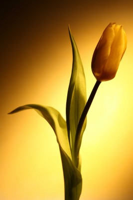 Tulipan w samotności - K286