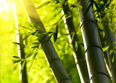 Twarde łodygi bambusa - KN1314A