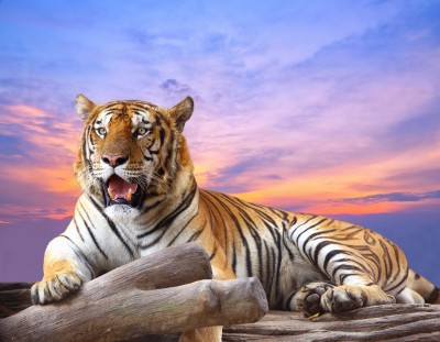 Tygrys o zachodzie słońca - Z246