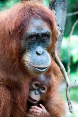 W uścisku orangutana - Z095