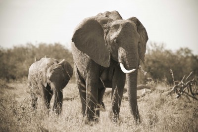 Wędrówki słoni przez sawannę - Z081