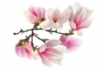 Wirujące kwiaty magnolii - K781