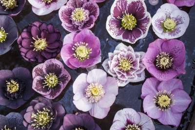 Wszystkie odcienie fioletu w kwiatach - K876