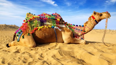 Wystrojony wielbłąd na pustyni - Z266