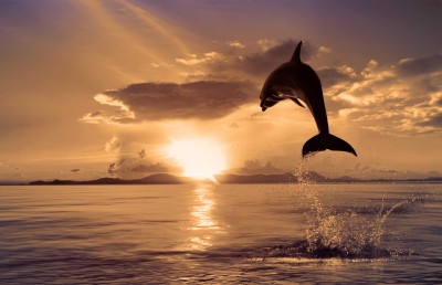 Z delfinem w stronę zachodzącego słońca - Z170