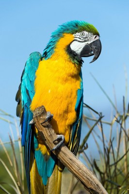 Zaciekawiona obserwująca papuga - Z318