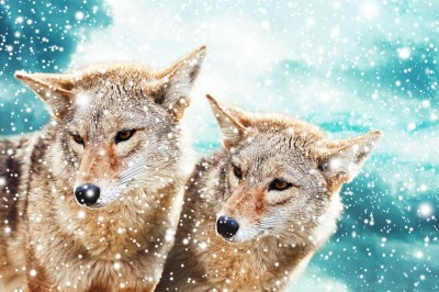 Zaciekawione wilki w płatkach śniegu - Z257