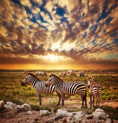 Zebra w dwóch kolorach - Z221