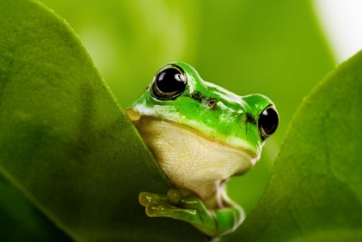 Zielony świat żabki - Z014