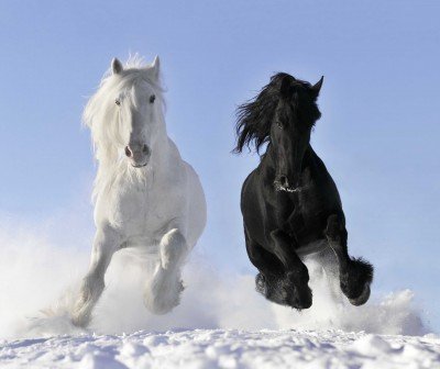 Czarno-biały wyścig konny - Z263