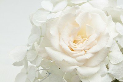 Czysta biel kwiatów - K712