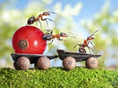 Mrówki i ich powóz - Z325
