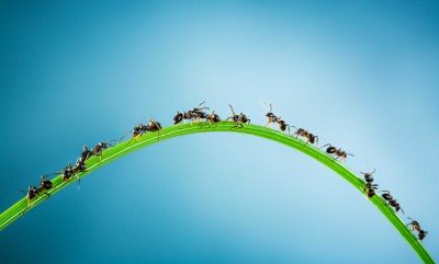 Mrówki na zielonym moście - Z336