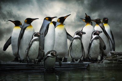 Pingwinki z madagaskaru - Z247