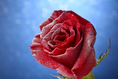 Róża w chłodne dni - K597