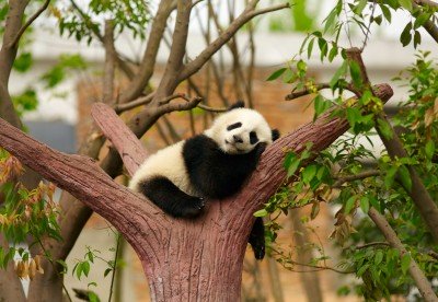 Sen pandy na drzewie - Z286