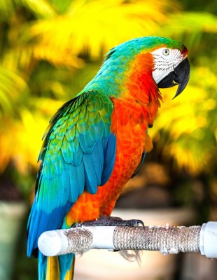 Tęczowe kolory na papudze - Z312