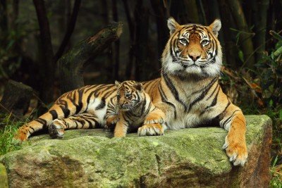 Tygrysia mamusia z maleństwem - Z138