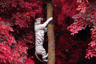 Wspinaczka białego tygrysa - Z346