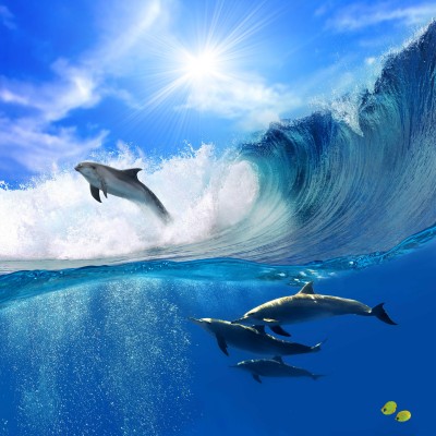 Z delfinami przez falę - Z073