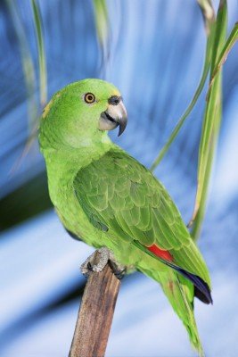 Zielona papużka i turkus - Z092