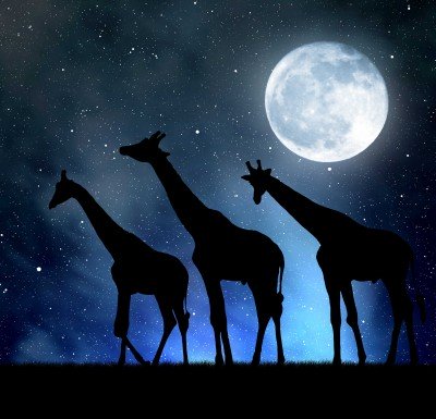Żyrafie trio nocą - GR316